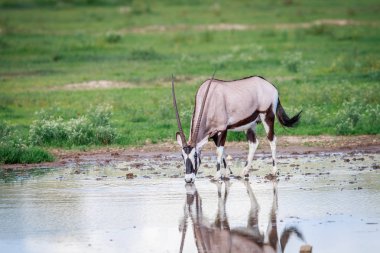 Gemsbok Kgalagadi içinde içme.