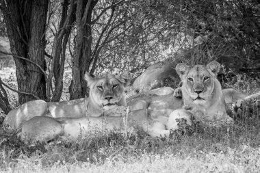 Grup kameraya yıldızı aslan.