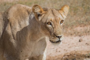 Bir dişi aslan yan profili.