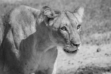 Siyah beyaz bir dişi aslan yan profili.