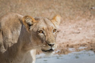 Bir dişi aslan yan profili.