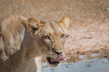 Dişi aslan kendini yalama.