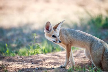 Geriye dönüp baktığımda Cape fox.