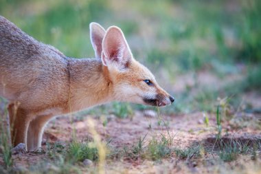 Yan profil Cape tilki.