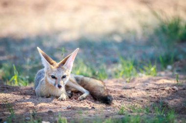 Cape fox kuma döşeme.