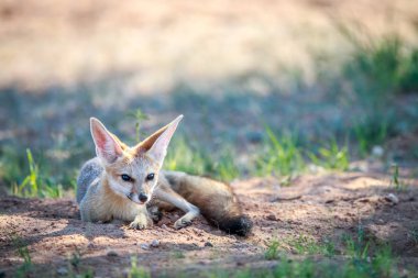 Cape fox kuma döşeme.