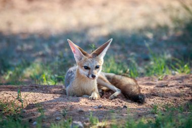Cape fox kuma döşeme.