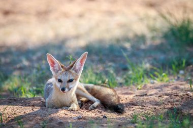 Cape fox kuma döşeme.