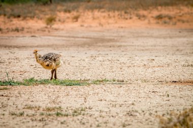 Devekuşu civciv ayakta bir yama çimen.