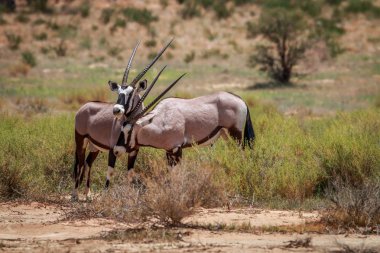Gemsbok iki oynamak.