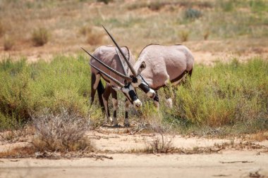 Gemsbok iki oynamak.