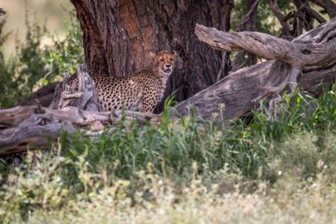 Cheetah bir ağacın altından yıldızı.