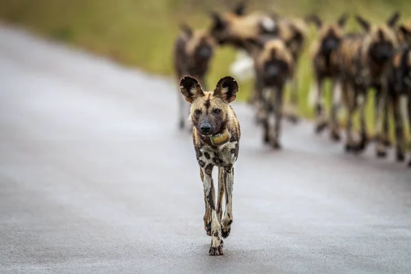 Pack of African wild dogs on the road. — Stock Photo, Image