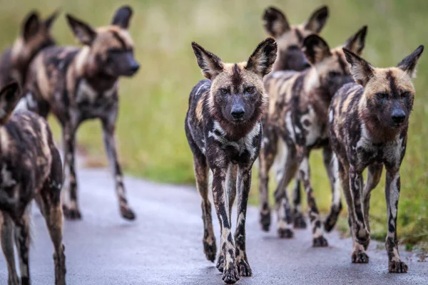 African wild dogs walking towards the camera. — Stock Photo, Image