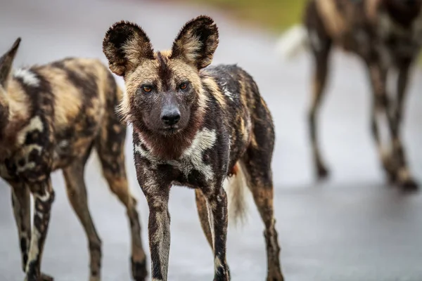 African wild dog starring at the camera. — Stock Photo, Image