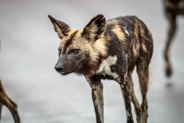 Side profile of an African wild dog.