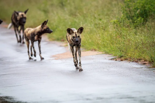 African wild dog running towards the camera. — Stock Photo, Image