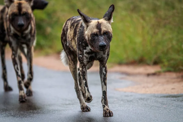 Africano salvaje perro caminando hacia la cámara . — Foto de Stock