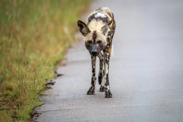 African wild dog walking towards the camera. — Stock Photo, Image