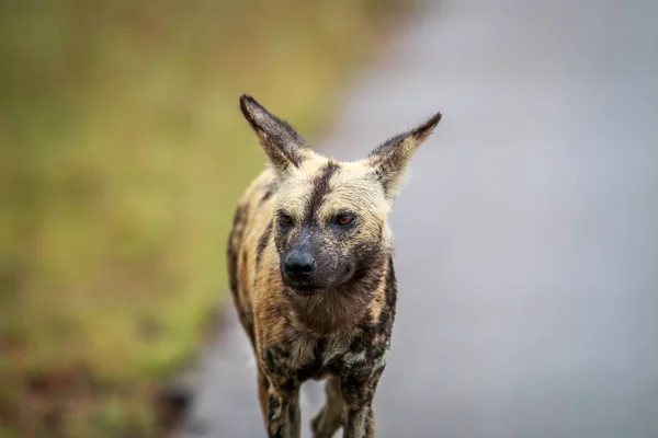 Africano salvaje perro caminando hacia la cámara . —  Fotos de Stock