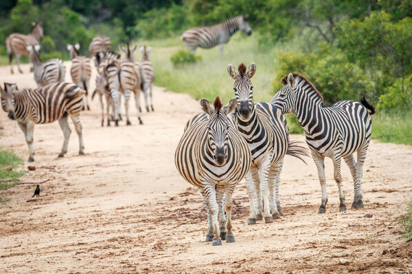 Zebras starring at the camera in the Kruger National Park, South Africa.
