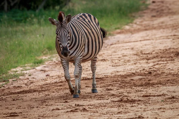 Těhotné Zebra pěšky směrem k fotoaparátu. — Stock fotografie