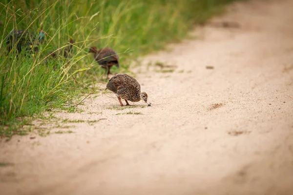 먹는 helmeted guineafowl 병아리. — 스톡 사진