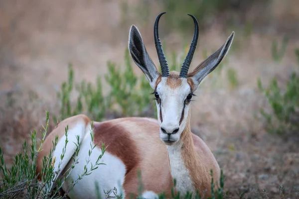 Springbok de stabilire în iarbă . — Fotografie, imagine de stoc