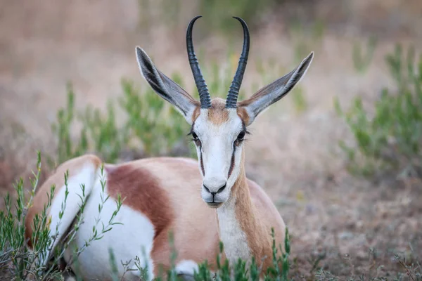 Springbok om i gräset. — Stockfoto