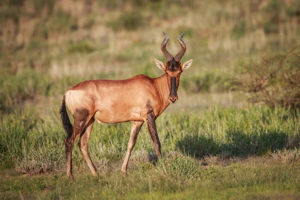 Hartebeest rojo en la hierba . —  Fotos de Stock