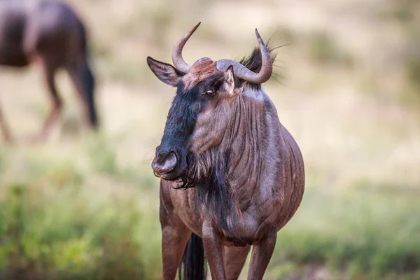 Blue wildebeest πρωταγωνιστούν στη φωτογραφική μηχανή. — Φωτογραφία Αρχείου