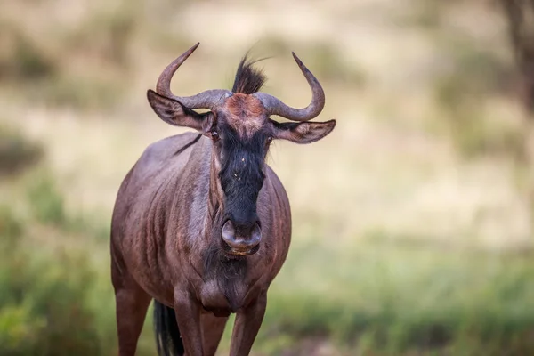 Blue Wildebeest estrelando a câmera . — Fotografia de Stock