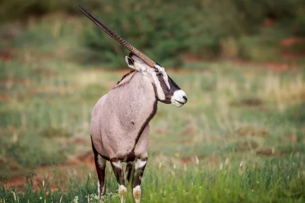 Oldal profilja a Nyársas antilop. — Stock Fotó