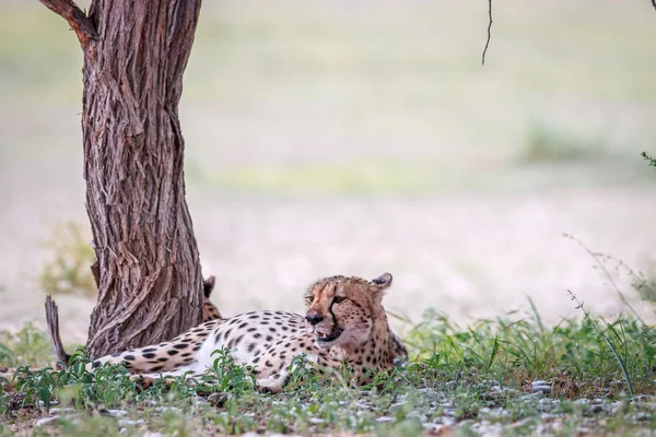 Gepard odpočívá pod stromem. — Stock fotografie