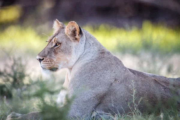 Profil latéral d'une lionne . — Photo