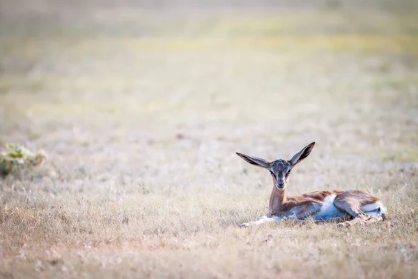 Baby Springbok r. w trawie. — Zdjęcie stockowe