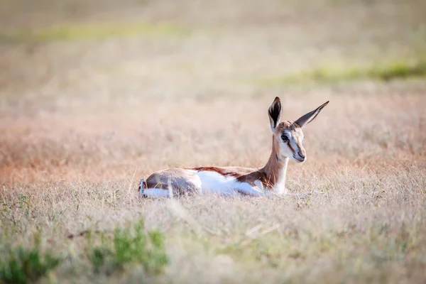 Baby Springbok leggen in het gras. — Stockfoto
