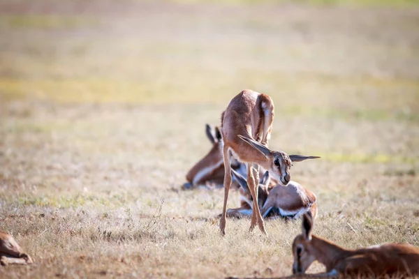 Bébé Springbok marche dans l'herbe . — Photo