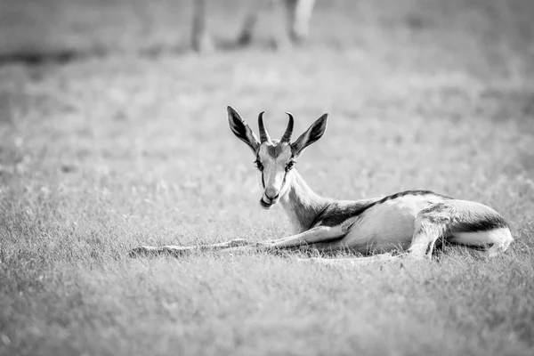 Спрингбок, лежащий в траве в черном и белом . — стоковое фото