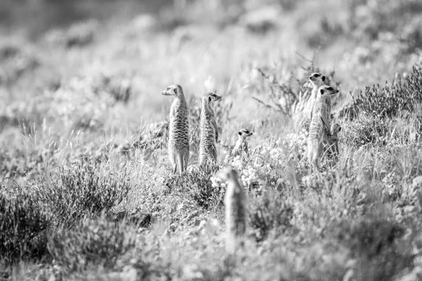 Meerkats in piedi in bianco e nero . — Foto Stock