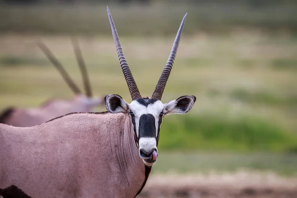 Gemsbok kameraya yıldızı. — Stok fotoğraf