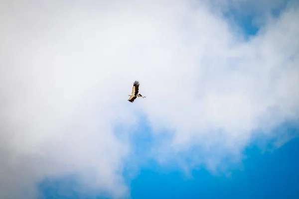 Flygande sekreterare fågel. — Stockfoto