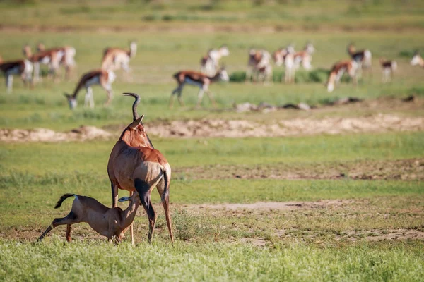 Bebé amamantando Red hartebeest . —  Fotos de Stock