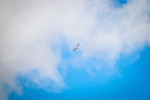 Flying Secretary bird. — Stock Photo, Image