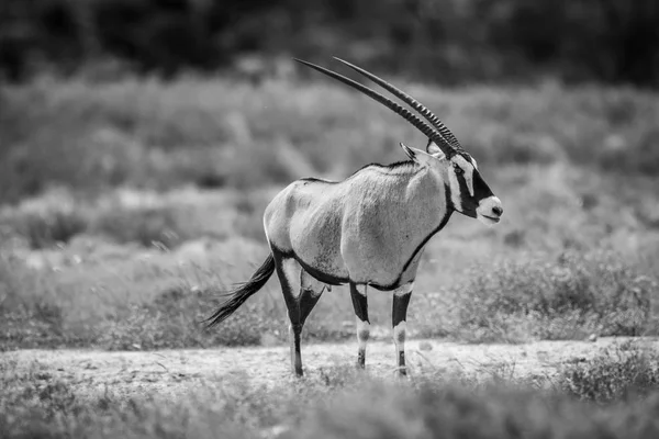 Side profile of a Gemsbok in black and white. — Stock Photo, Image