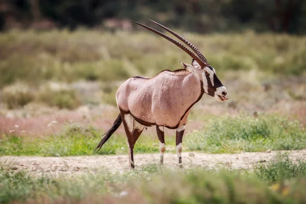 Стороні профілю на Gemsbok. — стокове фото