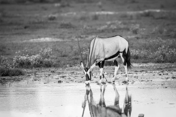Ivás Nyársas antilop, fekete-fehér. — Stock Fotó