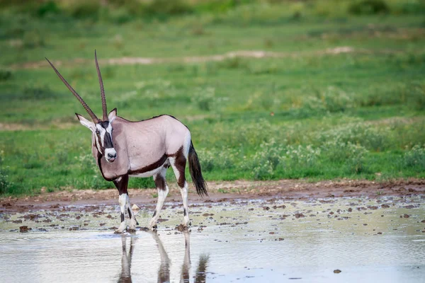 Gemsbok bir waterdam. — Stok fotoğraf