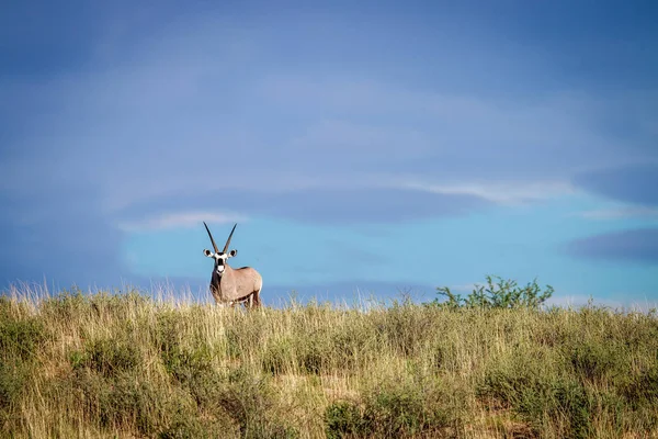 Gemsbok su una cresta . — Foto Stock