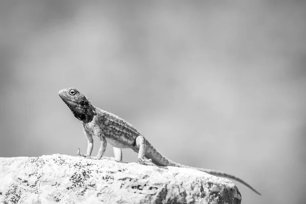 Gemahlenes Agama sonnt sich auf einem Felsen in schwarz-weiß. — Stockfoto